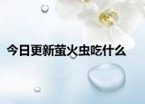 今日更新萤火虫吃什么