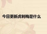 今日更新虎刺梅是什么