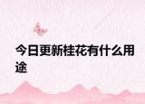 今日更新桂花有什么用途