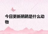 今日更新鸸鹋是什么动物