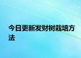 今日更新发财树栽培方法