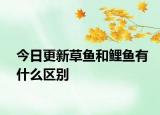 今日更新草鱼和鲤鱼有什么区别