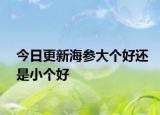 今日更新海参大个好还是小个好