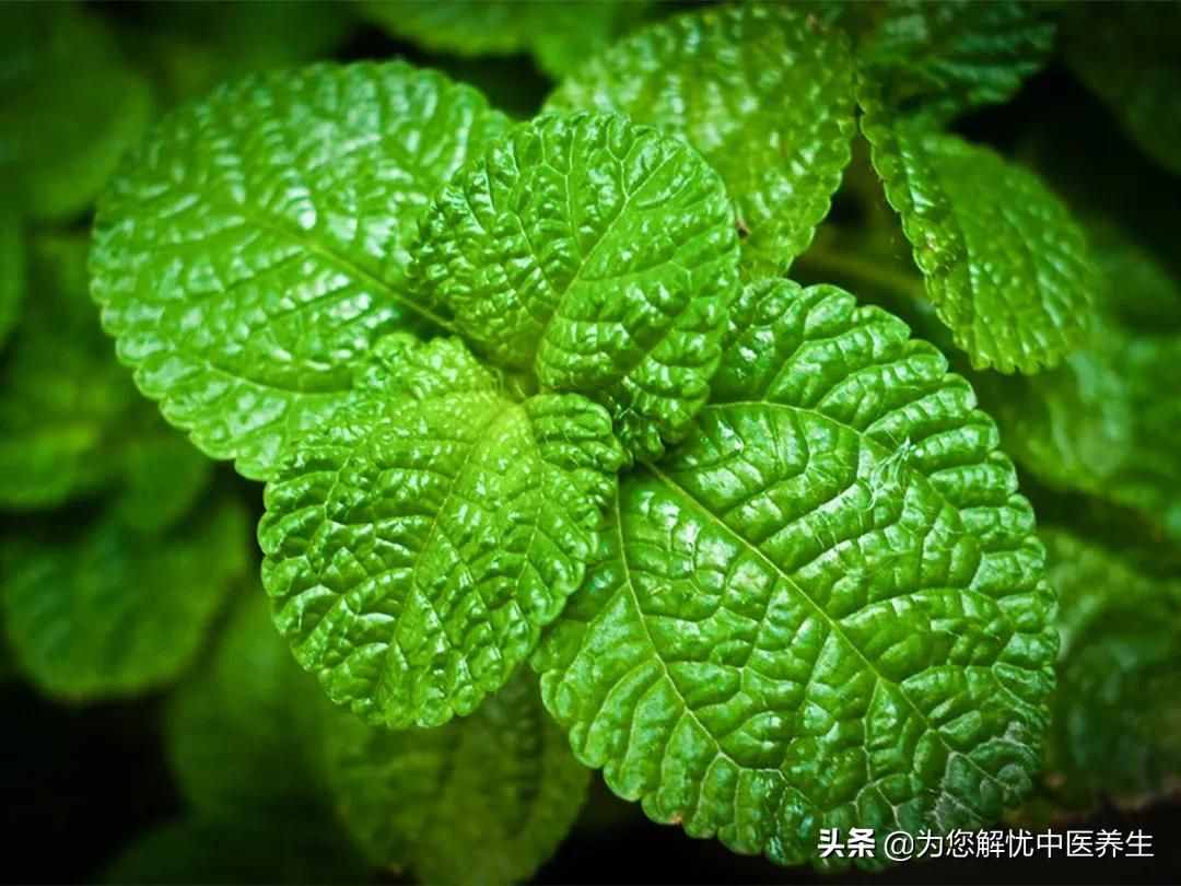 万方之祖的桂枝汤，有如此多功效