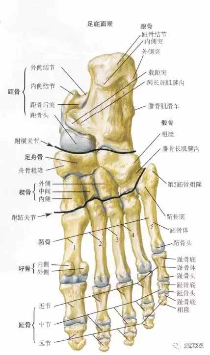 X线高清图谱 