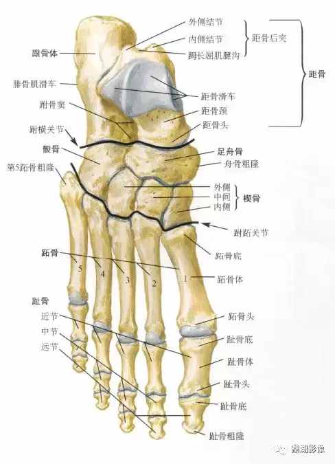 X线高清图谱 