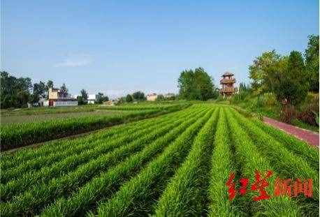林盘变“金盘”的机会来了！成都郫都区推出林盘投资机会清单