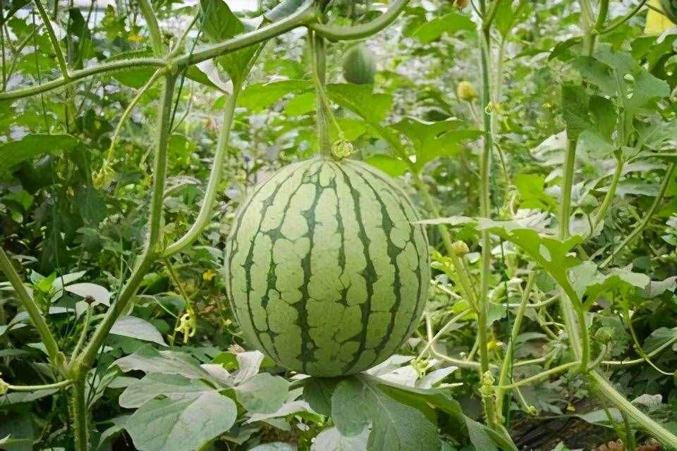 西非有种水果不让出口,吃到嘴里苦味能变甜,为何我国能有种植