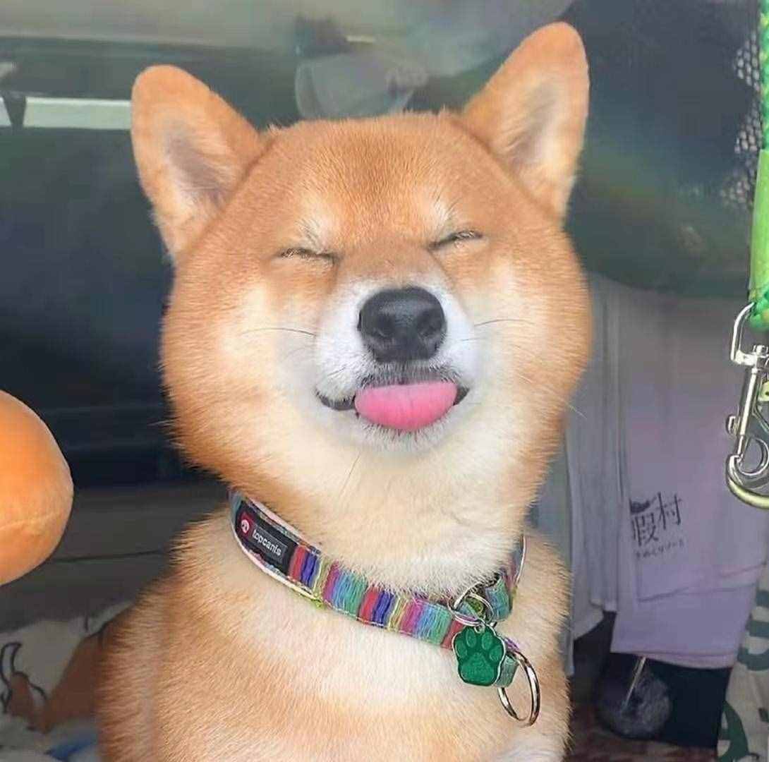 柴犬笑是真的笑吗?柴犬开心所表达的方式是什么?