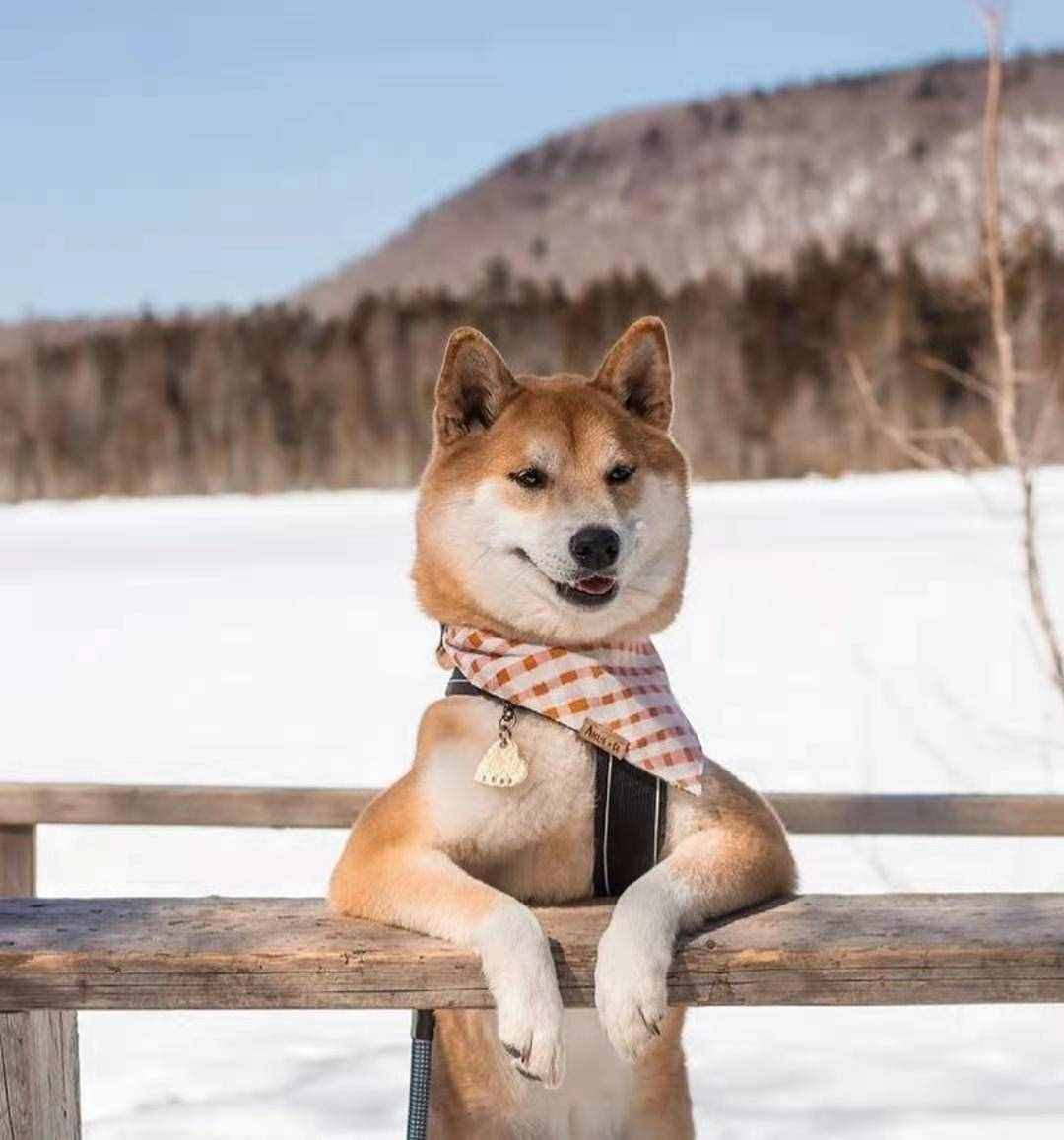 柴犬笑是真的笑吗?柴犬开心所表达的方式是什么?