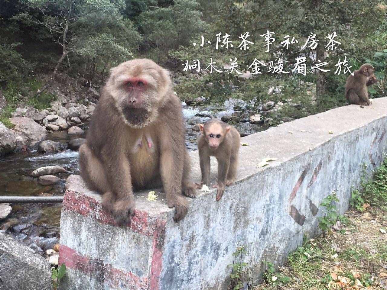 有人说，金骏眉采一芽一叶？看完这三点红茶知识，别被掌柜绕晕了