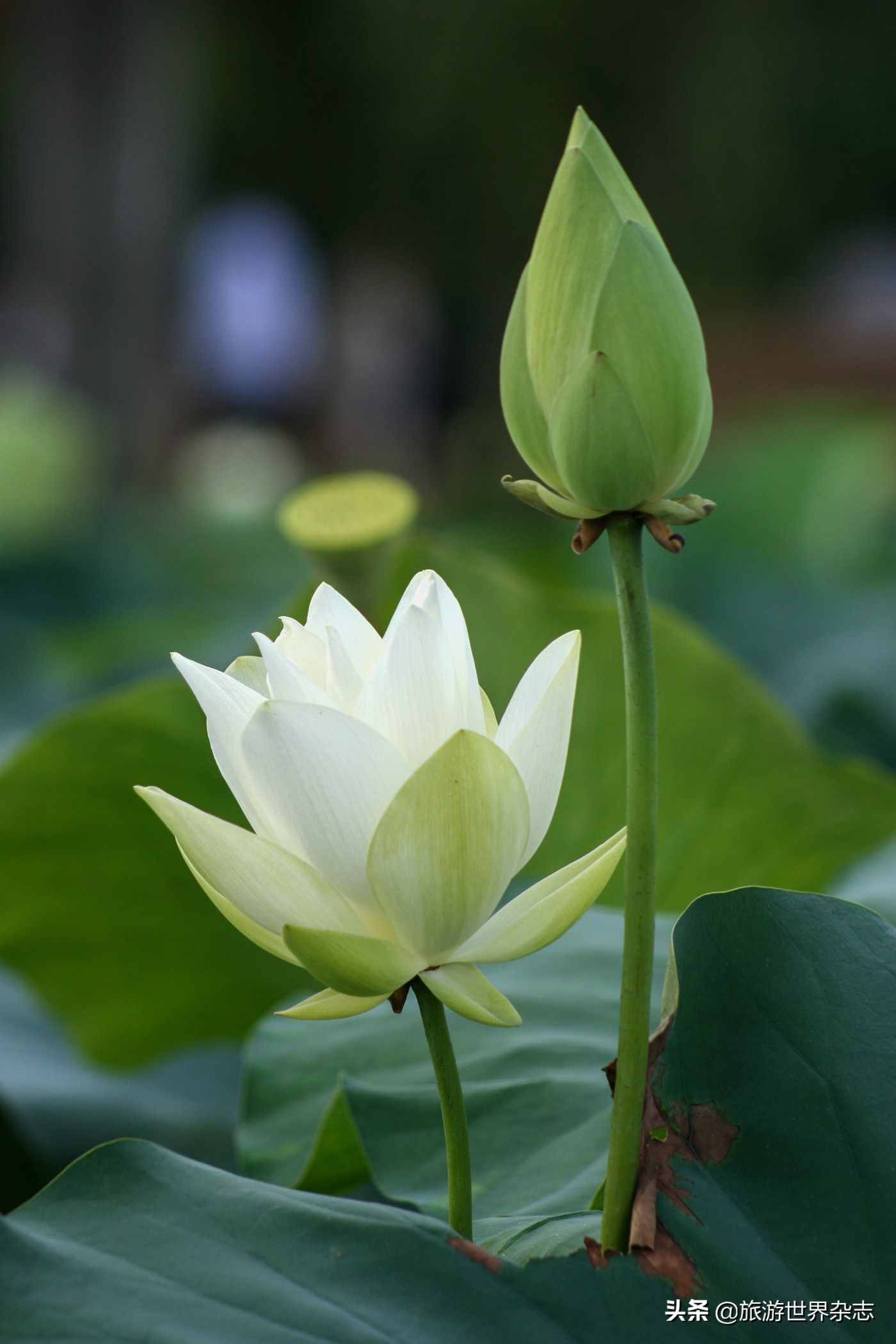 为“白莲花”正名，中国人的荷花情结