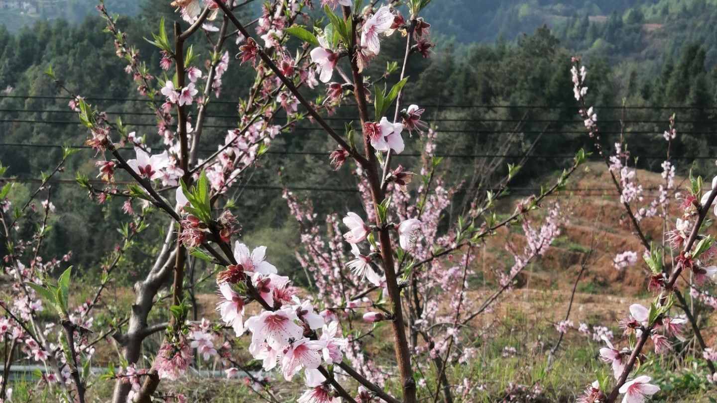 上溪桃花诗会随笔：没有前途的唐伯虎，照样留不住明媒正娶的妻子