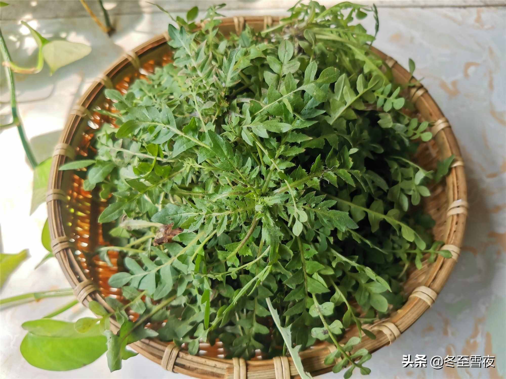 东北农村，常吃的16种山野菜，现在城市里很少见，你吃过几种？