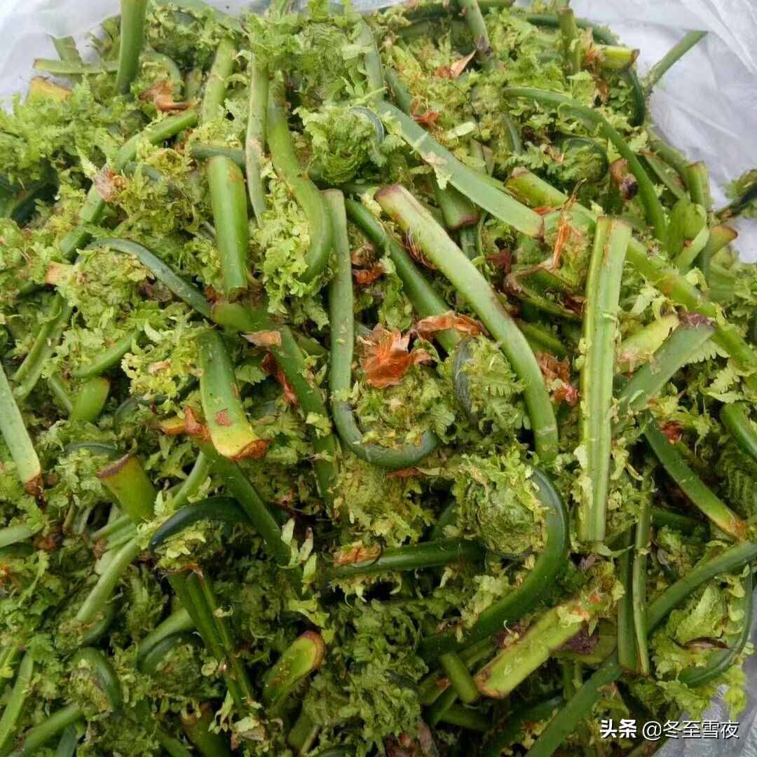 东北农村，常吃的16种山野菜，现在城市里很少见，你吃过几种？