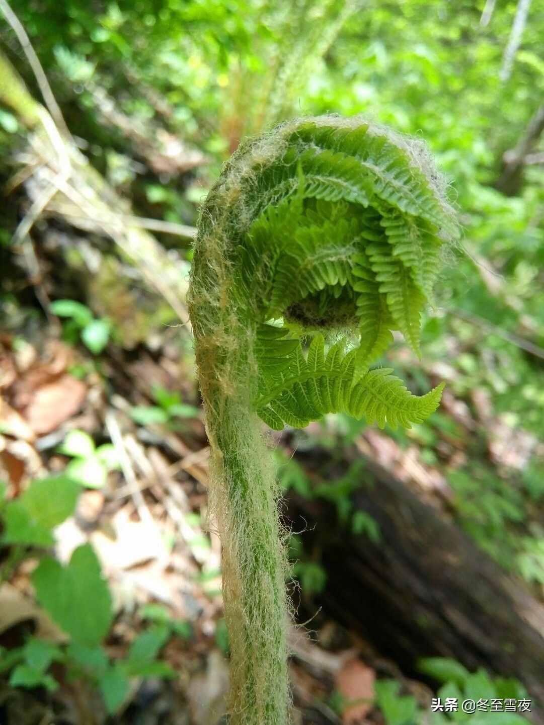 东北农村，常吃的16种山野菜，现在城市里很少见，你吃过几种？