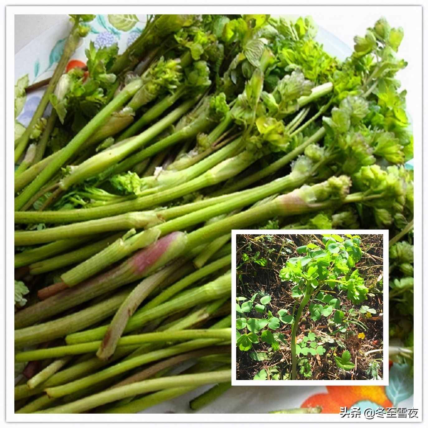 东北农村，常吃的16种山野菜，现在城市里很少见，你吃过几种？