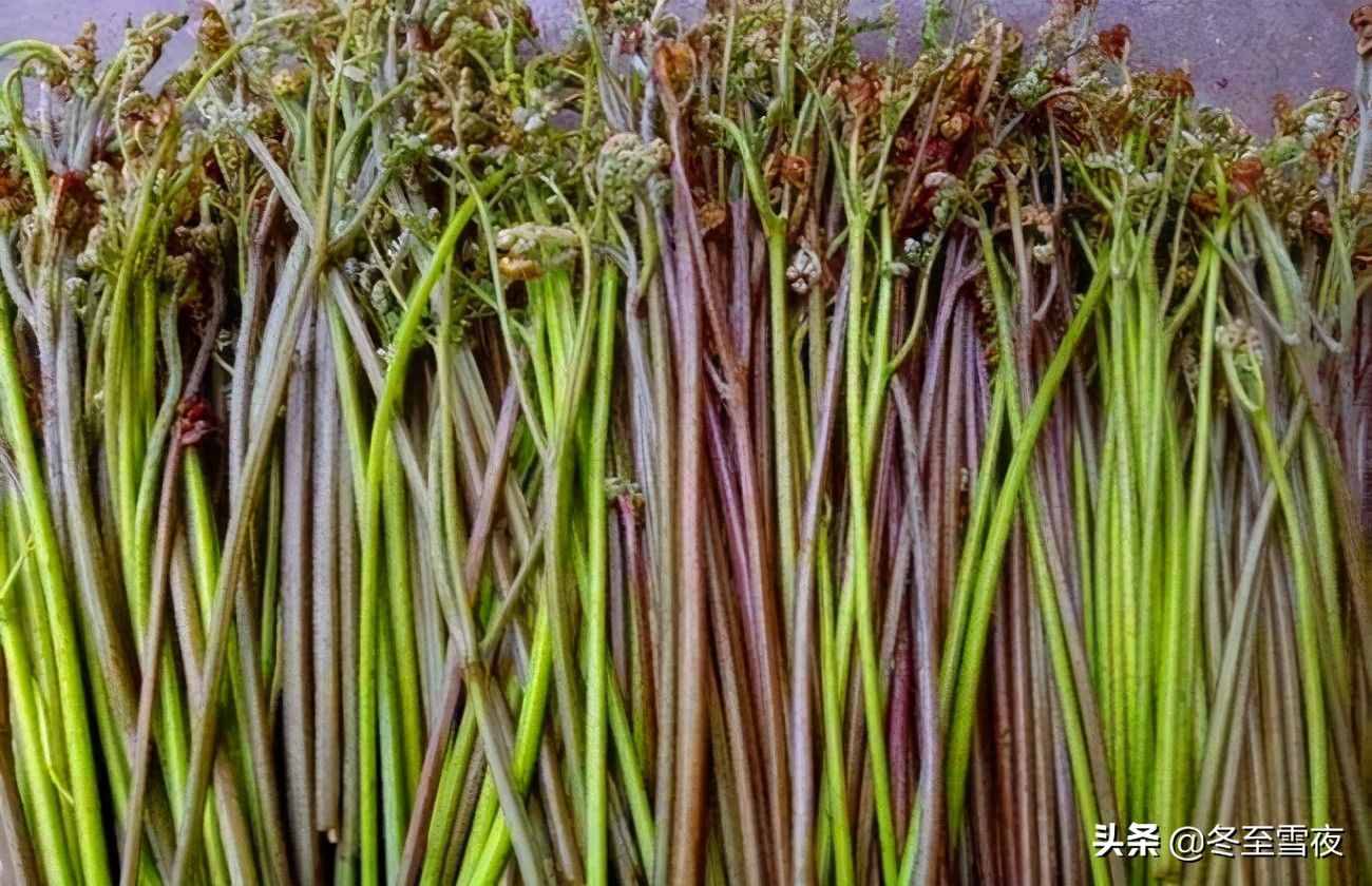 东北农村，常吃的16种山野菜，现在城市里很少见，你吃过几种？