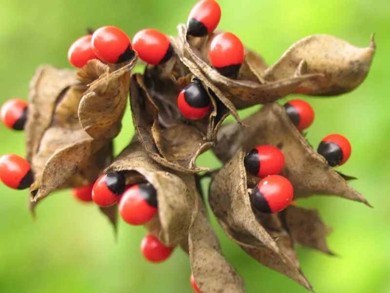 少年科学粉每日一题｜有毒的“相思豆”！山寨版红豆误食可能致命！