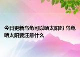 今日更新乌龟可以晒太阳吗 乌龟晒太阳要注意什么