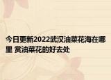 今日更新2022武汉油菜花海在哪里 赏油菜花的好去处