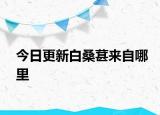 今日更新白桑葚来自哪里