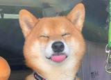 今日更新柴犬为什么会笑(柴犬都会笑吗)