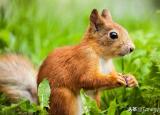 今日更新松鼠英文（（第2851个）squirrel）