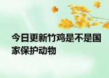 今日更新竹鸡是不是国家保护动物