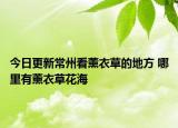 今日更新常州看薰衣草的地方 哪里有薰衣草花海