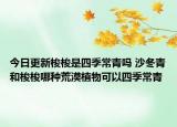 今日更新梭梭是四季常青吗 沙冬青和梭梭哪种荒漠植物可以四季常青