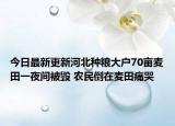 今日最新更新河北种粮大户70亩麦田一夜间被毁 农民倒在麦田痛哭