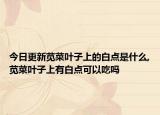 今日更新苋菜叶子上的白点是什么,苋菜叶子上有白点可以吃吗
