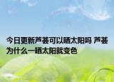 今日更新芦荟可以晒太阳吗 芦荟为什么一晒太阳就变色