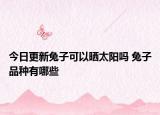 今日更新兔子可以晒太阳吗 兔子品种有哪些