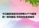 今日最新更新河北种粮大户70亩麦田一夜间被毁 农民倒在麦田痛哭