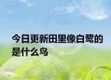 今日更新田里像白鹭的是什么鸟