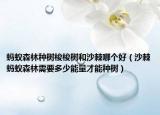蚂蚁森林种树梭梭树和沙棘哪个好（沙棘蚂蚁森林需要多少能量才能种树）