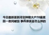 今日最新更新河北种粮大户70亩麦田一夜间被毁 事件原委是怎么样的