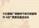 今日更新广西柳州千树万树紫荆开 4月广西赏花最佳去处