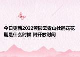 今日更新2022黄陂云雾山杜鹃花花期是什么时候 附开放时间