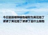 今日更新哪种植物被称为黄花地丁婆婆丁黄花地丁婆婆丁是什么植物