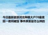 今日最新更新河北种粮大户70亩麦田一夜间被毁 事件原委是怎么样的