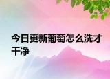 今日更新葡萄怎么洗才干净