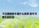 今日更新粉牛是什么意思 粉牛与黄牛的区别
