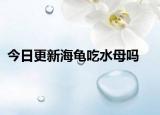 今日更新海龟吃水母吗