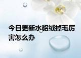 今日更新水貂绒掉毛厉害怎么办