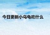 今日更新小乌龟吃什么