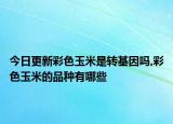 今日更新彩色玉米是转基因吗,彩色玉米的品种有哪些