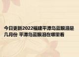 今日更新2022福建平潭岛蓝眼泪是几月份 平潭岛蓝眼泪在哪里看